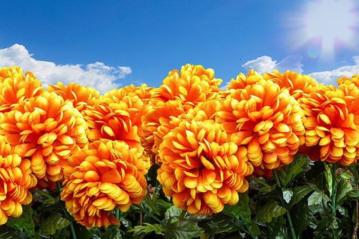 Fält av orange blommor mot en blå himmel