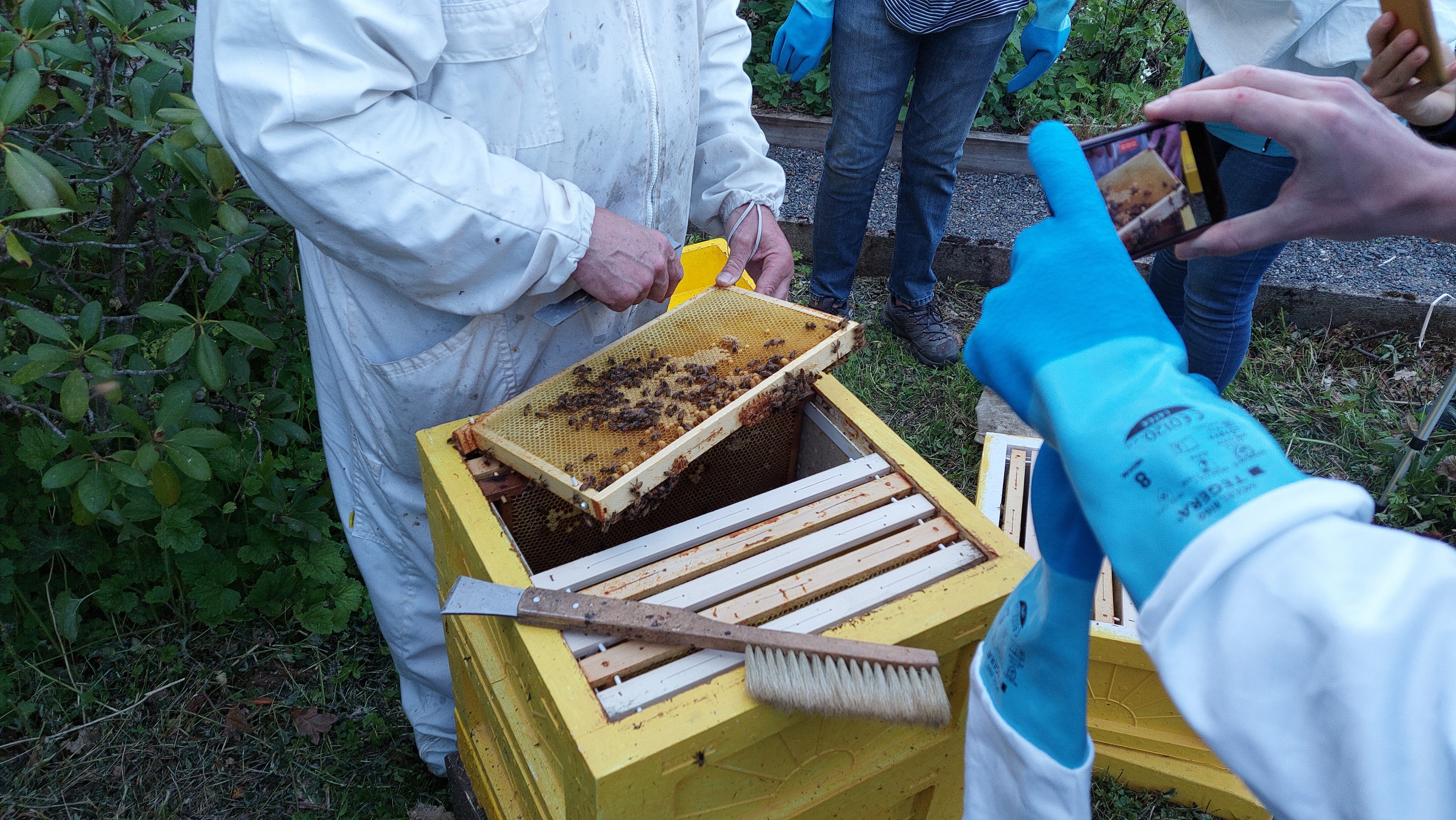 Person som fotar bikupor med sin mobil