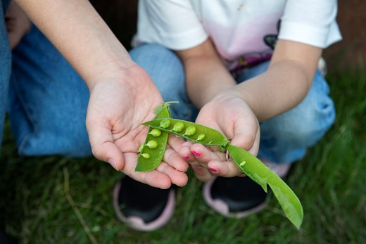 Barnhänder håller odlade ärtor